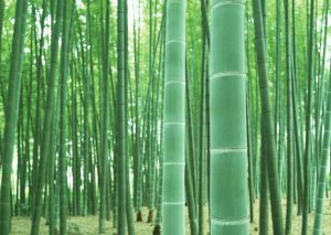 国家发改委支持加快“以竹代塑”发展插图