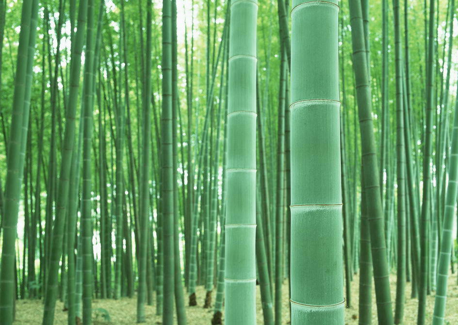 国家发改委支持加快“以竹代塑”发展缩略图